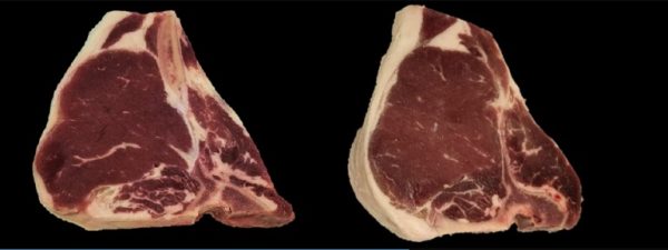 tbone T-BONE STEAK GOLD