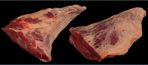 trip tip TRIP TIP GOLD O LAGARTO